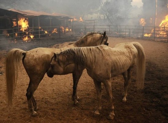 В Волжском заживо сгорело семь лошадей