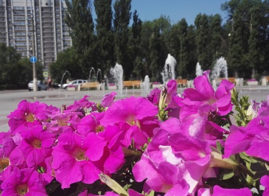 В Волгограде объявлен аукцион на озеленение парка «Юбилейный»