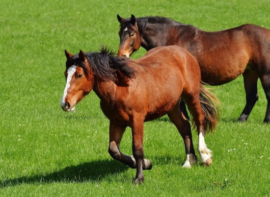 В Волгоградской области идет проверка по факту гибели лошадей и пони