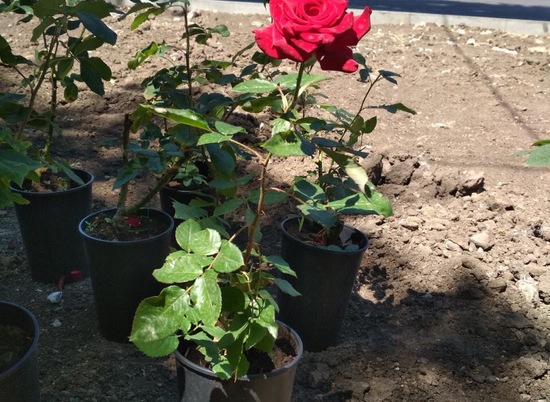 Клумба с розами появится в центре Волгограда на месте киоска