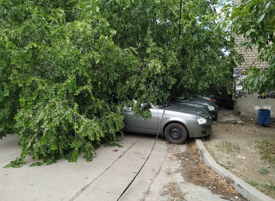 В Волгограде на Рокоссовского дерево рухнуло на 4 припаркованных авто