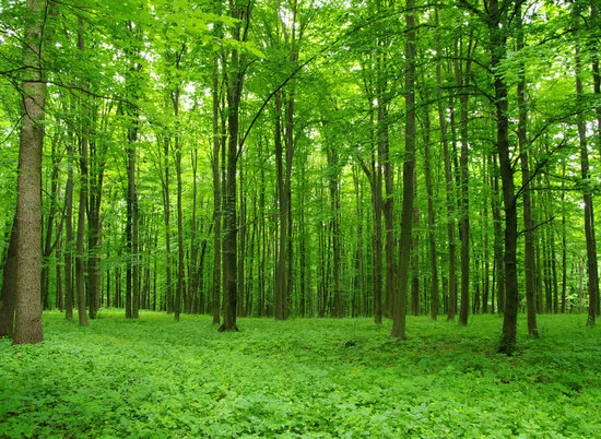 Волгоградские леса обработали от насекомых-вредителей