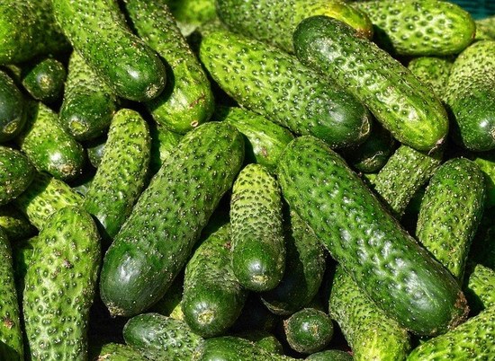 В Волгоградской области собрана первая тысяча тонн овощей