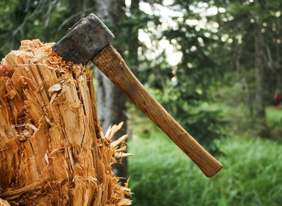 В Волгограде «черные лесорубы» вырубили 300 кубометров леса