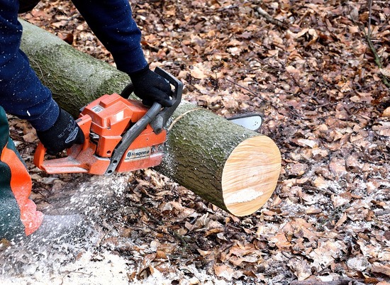 В Волгограде из-за незаконной вырубки деревьев уволен  глава "Горэколеса"