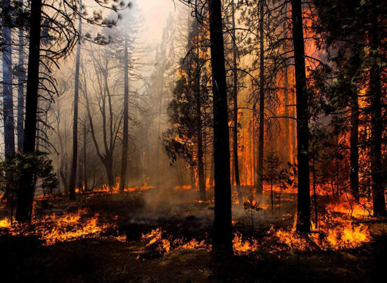 МЧС снова предупреждает волгоградцев о чрезвычайной пожароопасности