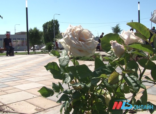 В Волгограде на шоссе Авиаторов дополнительно высадят 250 деревьев