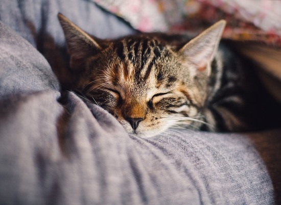 Волгоградцам рассказали, почему опасно спать с кошкой