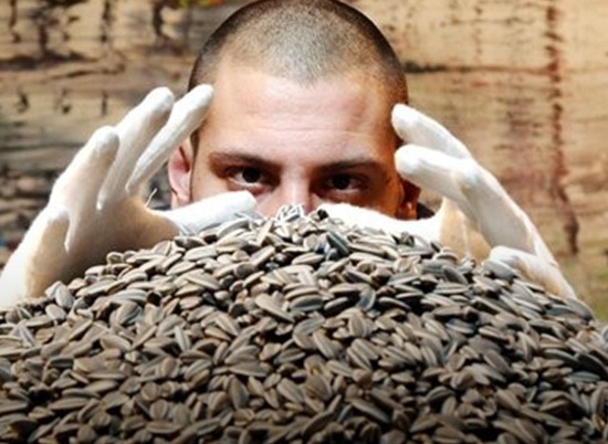 Житель Волгоградской области сядет в тюрьму за кражу 200 тонн семечек
