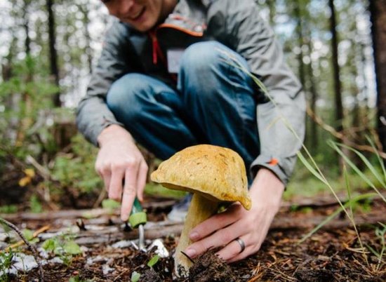 В Волгоградской области отравились грибами 13 человек