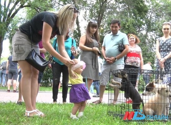 В Комсомольском саду Волгограда проходит ярмарка домашних животных