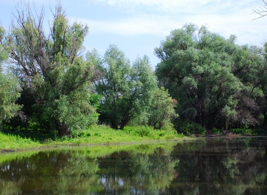 Посещение лесов в  Волгоградской области запретили до 8 августа