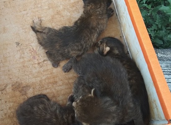 Кошку-кормилицу ищут для  пятерых котят в  Волгограде