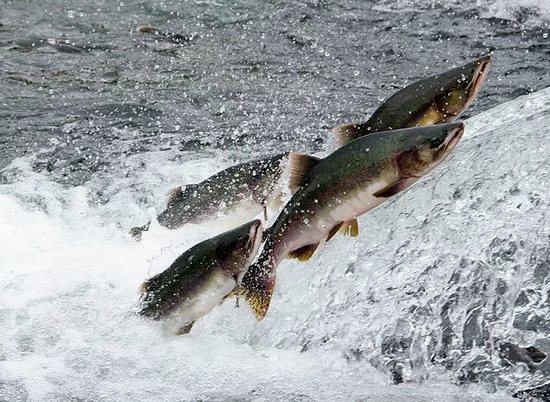 Волжская рыба спасет волгоградцев от онкологии