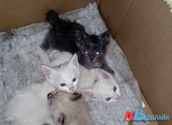Две белоснежки, дымка и серый: в Волгограде ищут дом четыре красавца-котенка