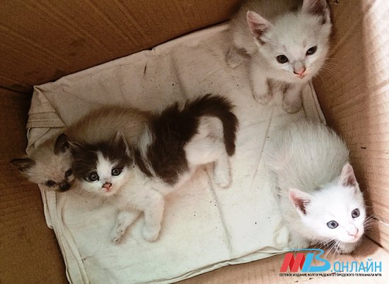 В Волгограде 4 котенка могут погибнуть из-за жестокости коммунальщиков