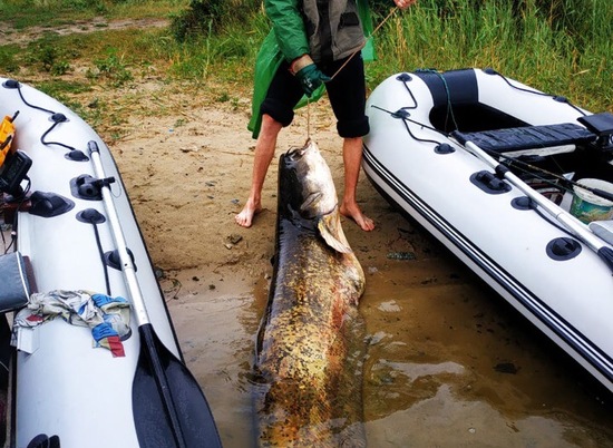 Волгоградец поймал 67-килограммовую «рыбу своей мечты»