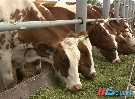 В Волгоградской области увеличилось поголовье крупного рогатого скота