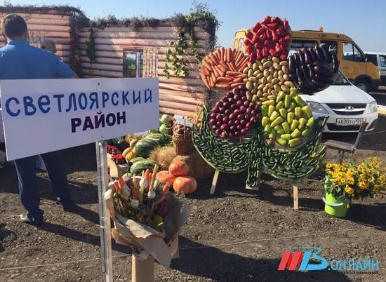 150 тысяч тонн овощей собрали фермеры Волгоградской области