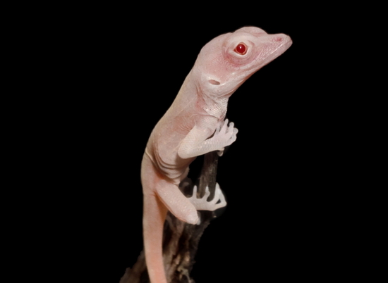 Ученые отредактировали ДНК и создали ящериц-альбиносов