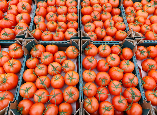 В Волгоградской области собрано уже 360 тысяч тонн овощей