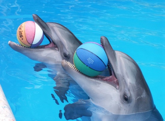 На месте бассейна в Волгограде планируют открыть дельфинарий