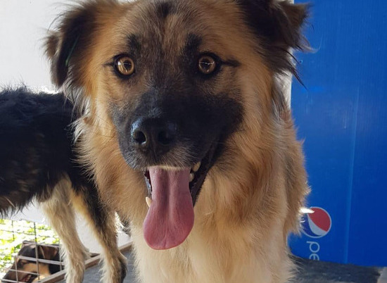 В Волгограде ищет семью пёс с янтарными глазами