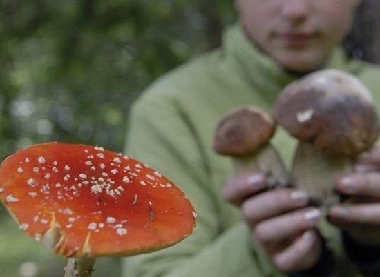От отравления грибами в Волгоградской области погибли два человека