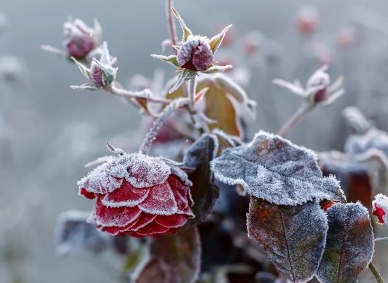Почти зима: ноябрь приходит в Волгоград холодным и промозглым