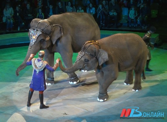 Российский дрессировщик мечтает создать сафари-парк для старых цирковых животных
