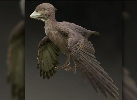 Японцы обнаружили неизвестный ранее вид птиц
