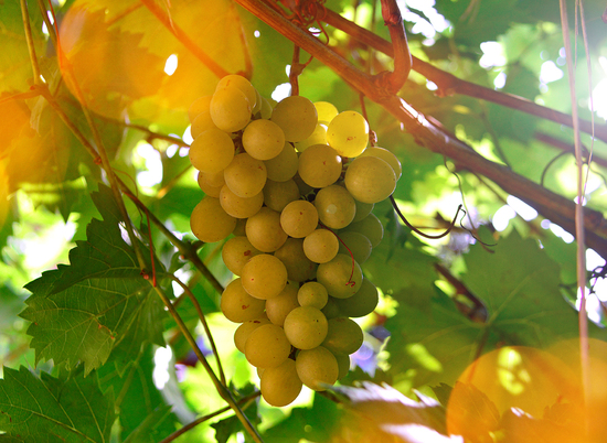 Производство вина принесет пользу экономике Волгоградской области