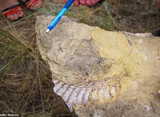 Челюсть доисторического хищника нашли в угольной шахте под Волгоградом