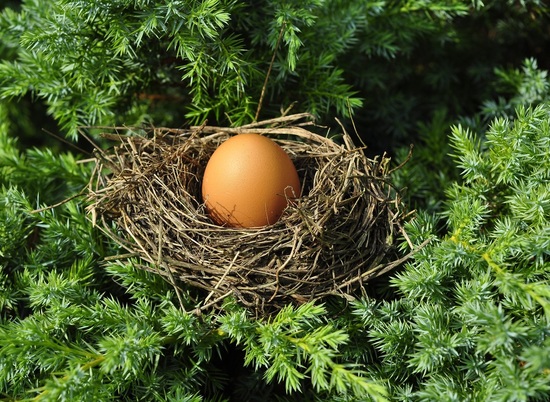 Перед Новым годом в Волгоградской области снова дорожают куриные яйца