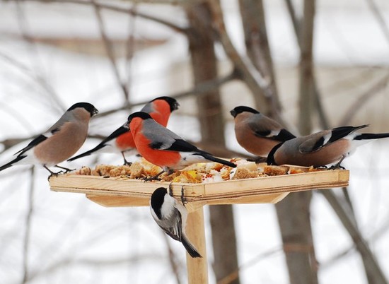 В Волгоградской области стартовала акция «Покормите птиц»