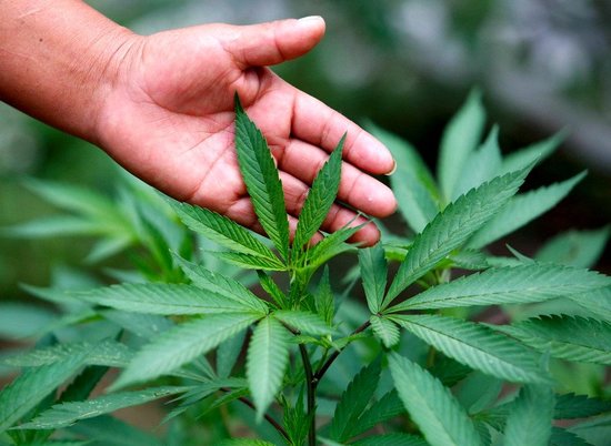 В Волгоградской области мужчина выращивал марихуану на своем огороде