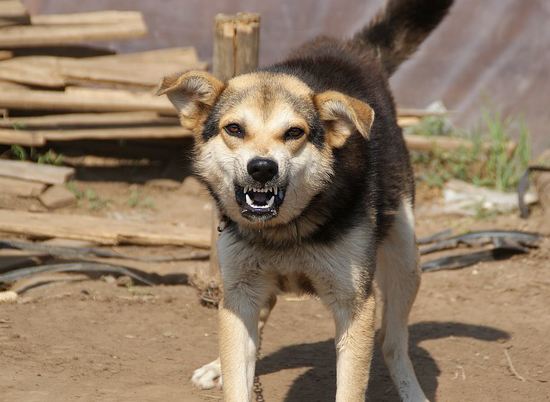 Агрессивных собак в Волгограде определят в приюты пожизненно