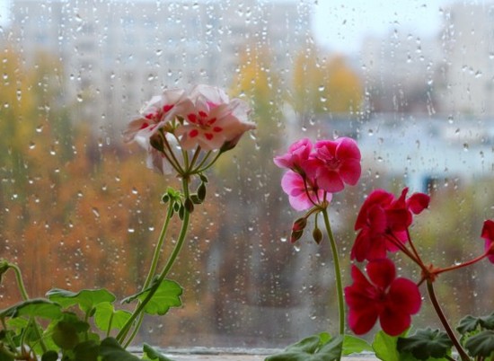 Пятница в Волгограде выдастся дождливой и ветреной