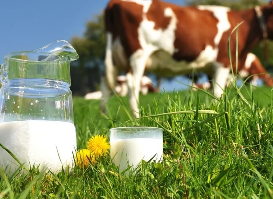 В Волгоградской области собрали 521 тысячу тонн молока