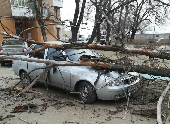 В Волгограде сухое дерево рухнуло на припаркованную «Приору»
