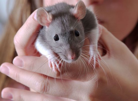 Волгоградские зоозащитники готовы помочь брошенным крысам