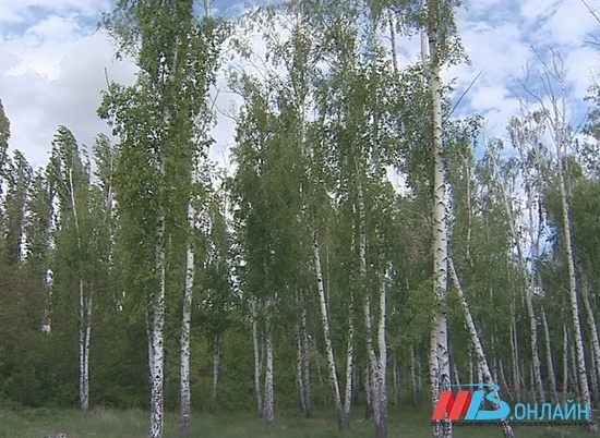 В Волгоградской области будут созданы новые лесные питомники