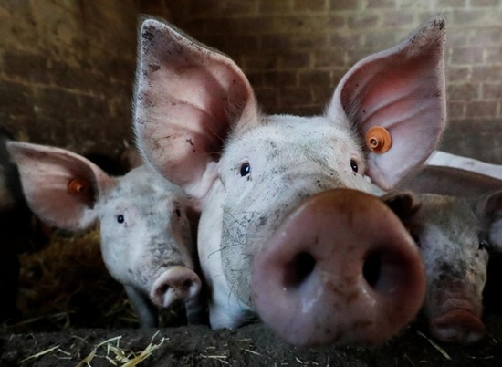В Волгоградской области выявлены вспышки свиного гриппа