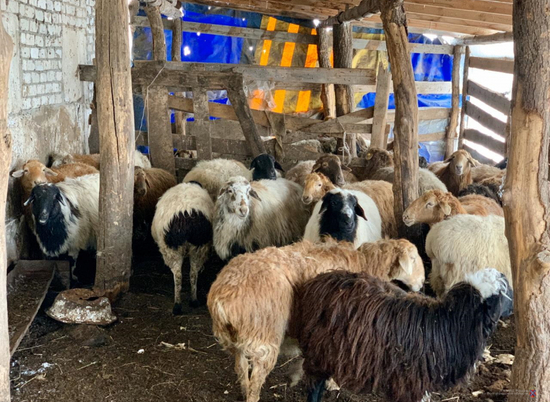 В Волгоградской области хуторянин приютил 50 отбившихся от стада овец