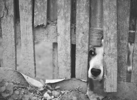 В Волжском потратят более 1 млн рублей на отлов и чипирование собак