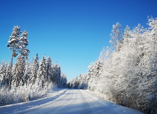 Лесничие Волгоградской области заготовили 61 тонну снега