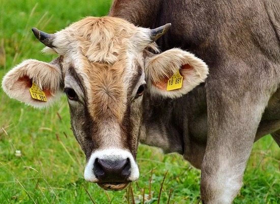 Волгоградская область вошла в ТОП-20 регионов с наибольшим поголовьем коров