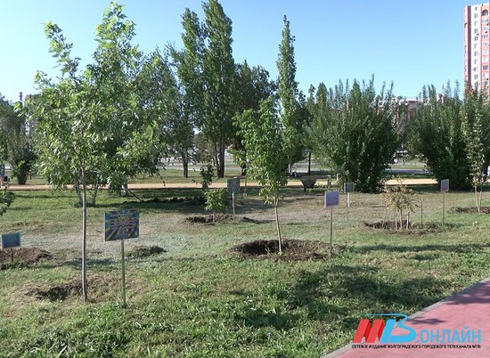 В Волгограде предложили сажать 10 деревьев вместо каждого удаленного