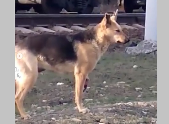 В Волгограде запустили сбор помощи собаке с отрезанной поездом лапой