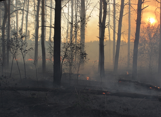 1 апреля в Волгоградской области стартует пожароопасный сезон
